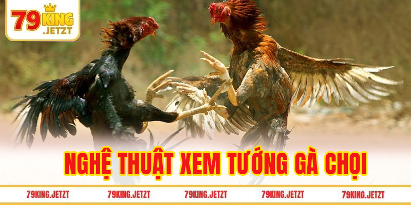 Nghệ thuật xem tướng gà chọi theo Đạo kê diễn nghĩa
